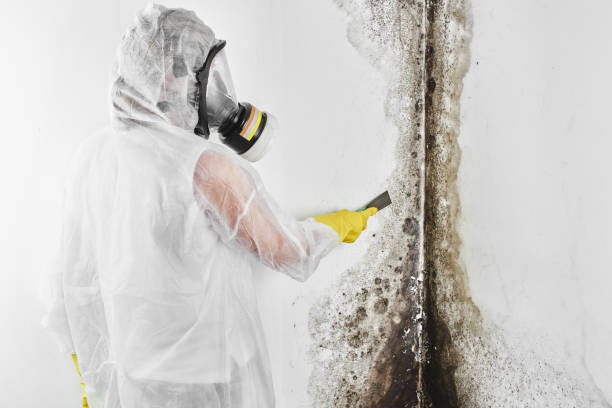 Best Same-Day Mold Removal  in Fletcher, NC