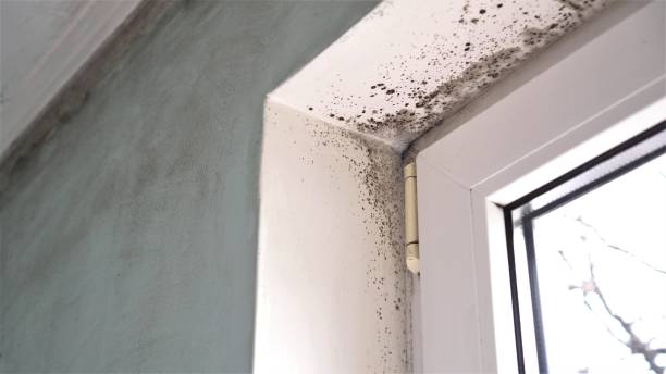 Crawl Space Mold Removal in Fletcher, NC