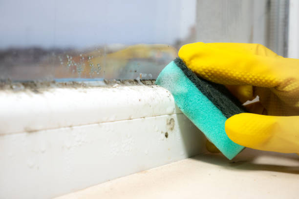 Best Mold Removal and Inspection  in Fletcher, NC