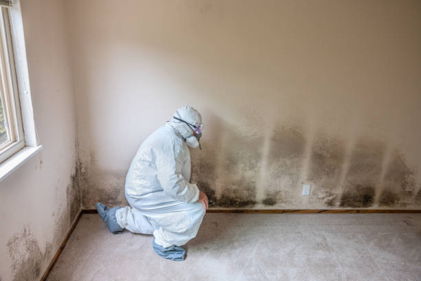 Best Local Mold Removal Service  in Fletcher, NC